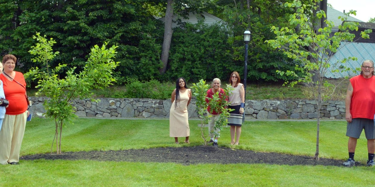 350 trees planted across city