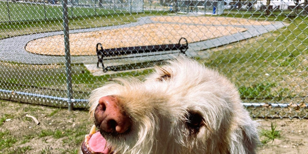 City’s 1st dog park to open June 1