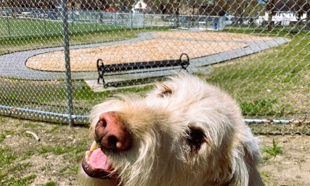 City’s 1st dog park to open June 1