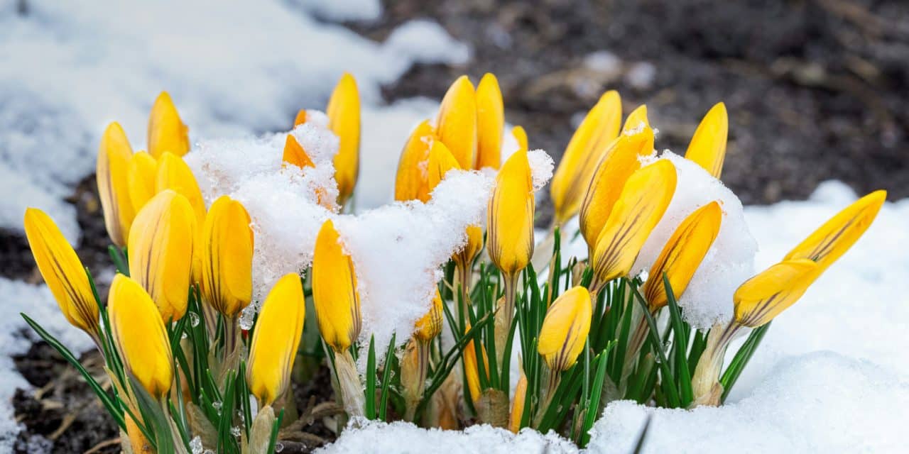 April (snow) showers bury the flowers …