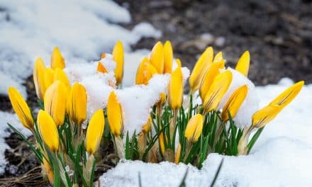 April (snow) showers bury the flowers …