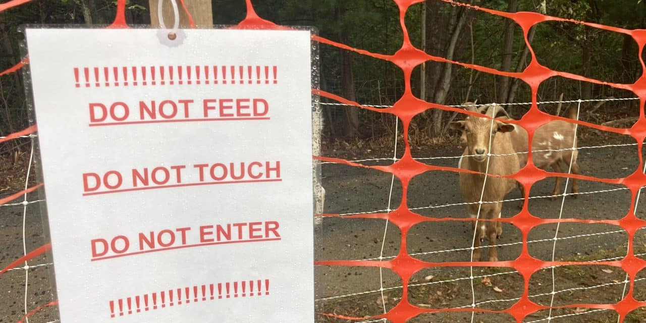 Hungry goats mow down poison ivy at CGS