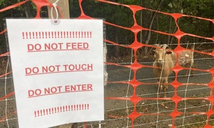 Hungry goats mow down poison ivy at CGS