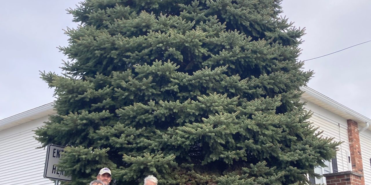 Senior Center’s massive spruce now serves as city’s Christmas tree