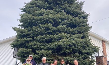 Senior Center’s massive spruce now serves as city’s Christmas tree