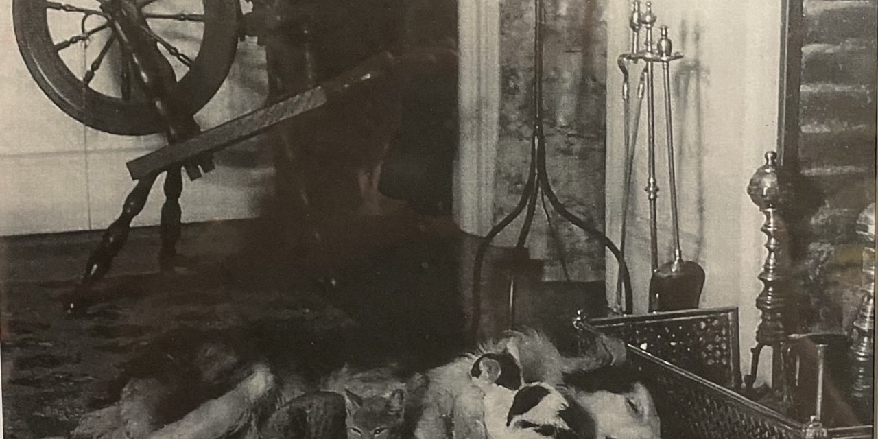Pal’s Pine Lodge photo reveals relaxing pets